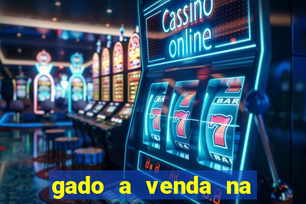 gado a venda na bahia olx